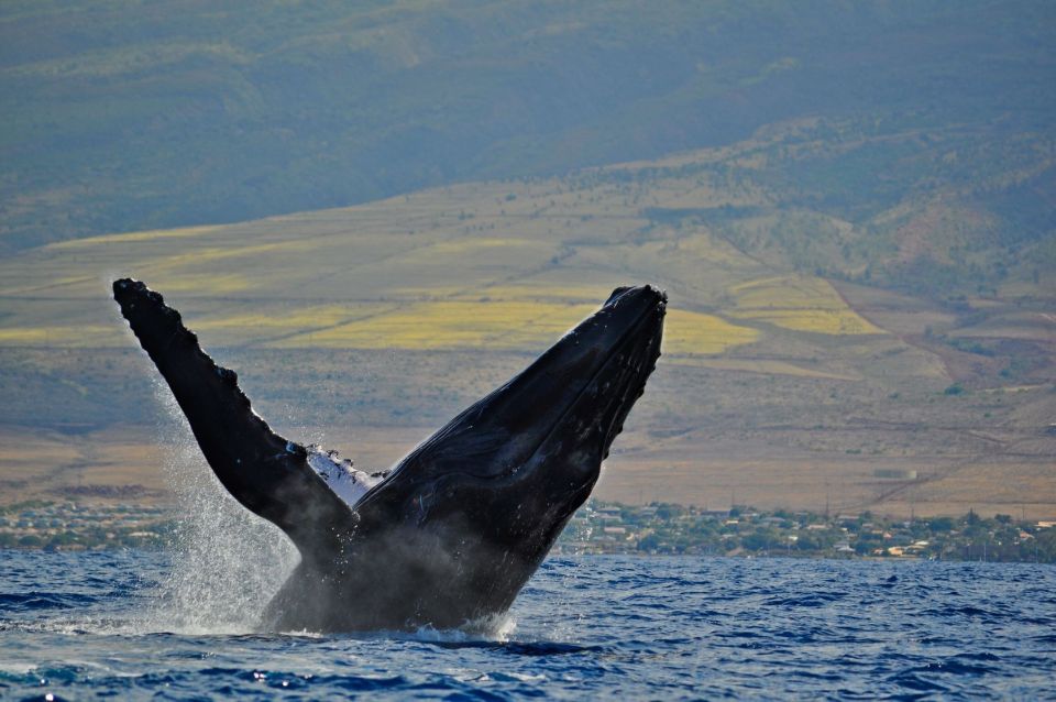 Ma'alaea Harbor: Whale Watching Tour Aboard Power Catamaran - Who Should Book This Whale Cruise From Ma’alaea Harbor