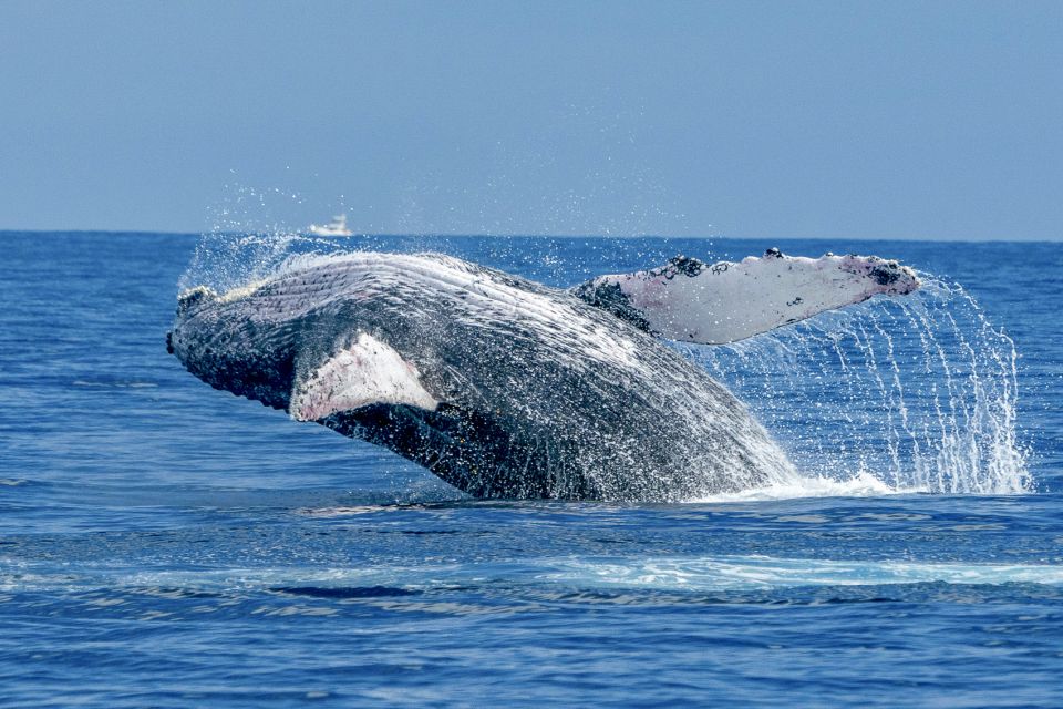 Ma'alaea Harbor: Whale Watching Tour Aboard Power Catamaran - The catamaran setup: why the double-deck matters in real whale watching