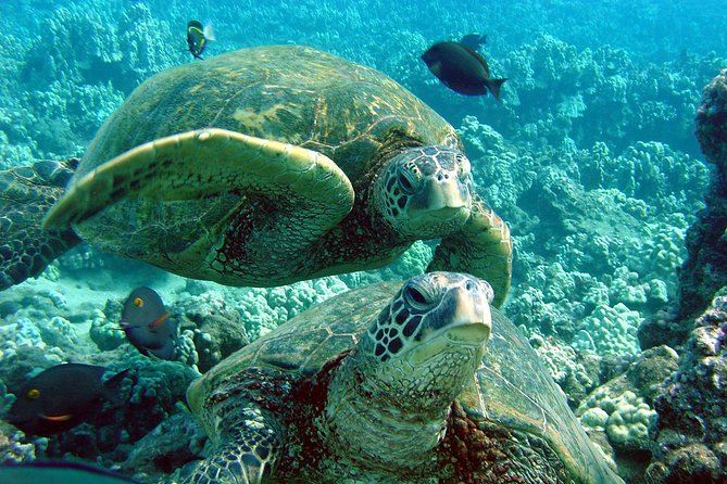 Makena Turtle Town Eco Adventure in Maui - Kayak-to-snorkel at Turtle Town: why this format beats a big boat