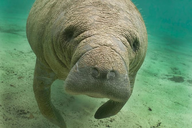Manatee Sightseeing and Wildlife Boat Tour - Quick hits before you go