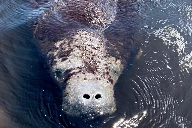 Manatee Sightseeing and Wildlife Boat Tour - Naples manatees: what you’re really paying for