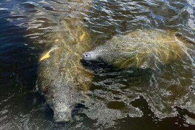 Manatee Sightseeing and Wildlife Boat Tour - The covered boat: comfort that helps you see