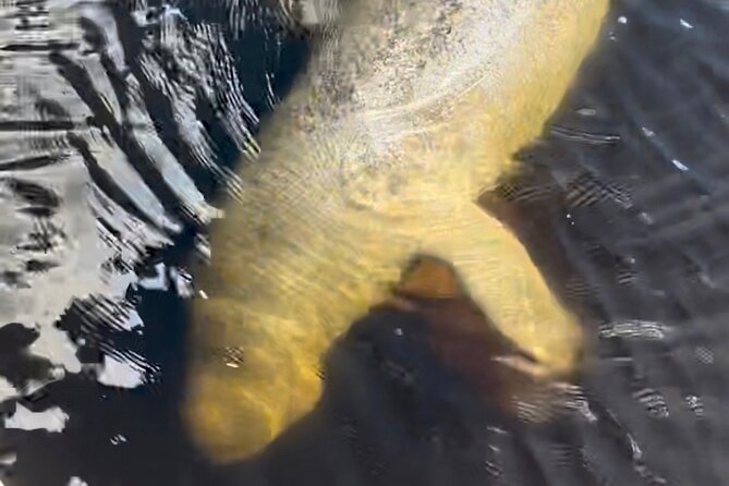 Manatee Sightseeing and Wildlife Boat Tour - Port of the Islands Marina: your easy start point