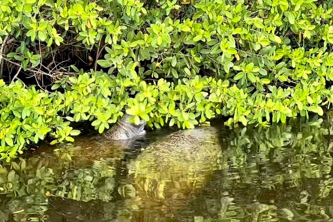 Manatee Sightseeing and Wildlife Boat Tour - The water route: where manatees show up (and why)