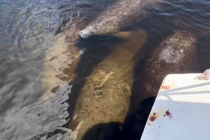 Manatee Sightseeing and Wildlife Boat Tour - The wildlife variety: more than just manatees