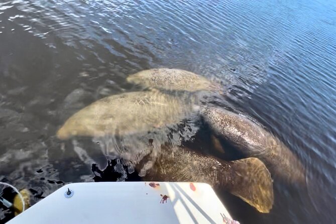Manatee Sightseeing and Wildlife Boat Tour - Small-group feel: 6 passengers per boat