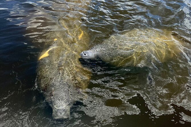 Manatee Sightseeing and Wildlife Boat Tour - The covered boat: comfort that helps you see