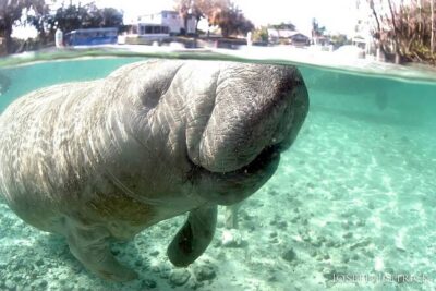 Manatee Snorkel Small Group Tour - Stop 1: Fun Set-Up, Gear Included, and a Guide Staying With You