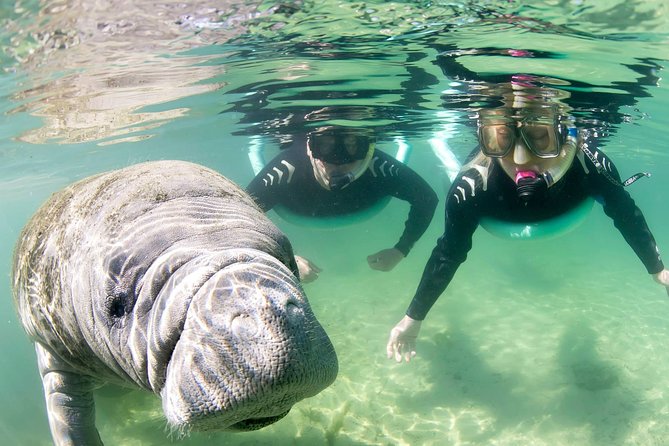 Manatee Snorkel Small Group Tour - Price and Value: Is $95 Worth It?