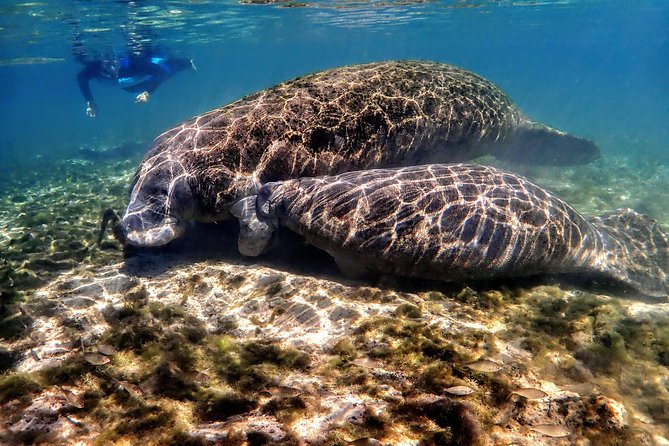 Manatee Swim Tour with In Water Photographer - Kings Bay Start: Meeting Explorida and Getting on the Right Boat