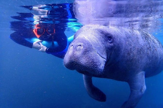 Manatee Swim Tour with In Water Photographer - In the Water: What a Manatee Encounter Really Looks Like