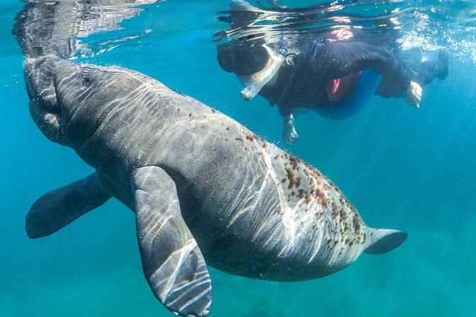 Manatee Swim Tour with In Water Photographer - Value Check: What You’re Paying For (and Why It’s Not Just a Swim)