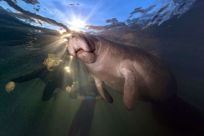 Manatee Swim Tour with In Water Photographer - Wetsuit, Snorkel Gear, and Float Noodles: Comfort Is Part of the Safety Plan
