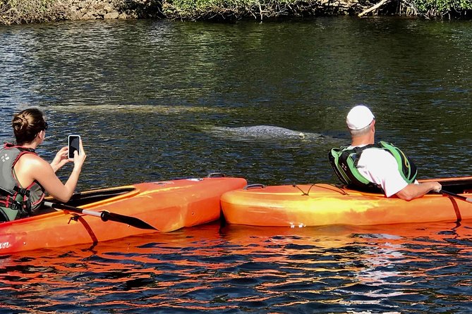 Manatees and Mangrove Tunnels Small Group Kayak Tour - Manatees in winter: what the tour is really aiming for