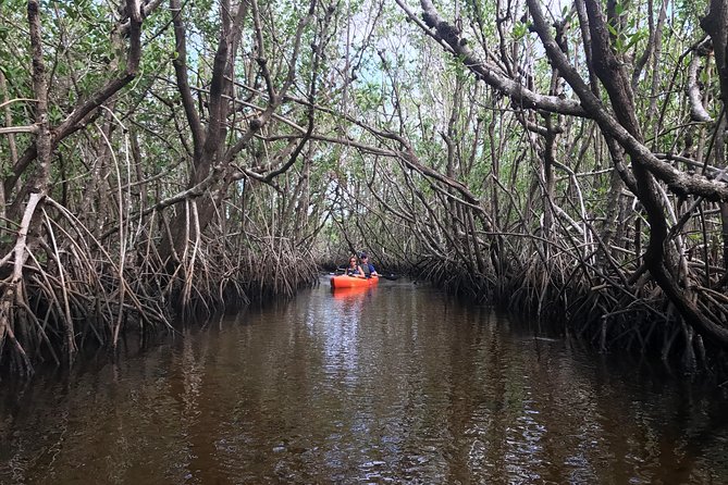 Manatees and Mangrove Tunnels Small Group Kayak Tour - What wildlife you might see (and what to keep realistic)