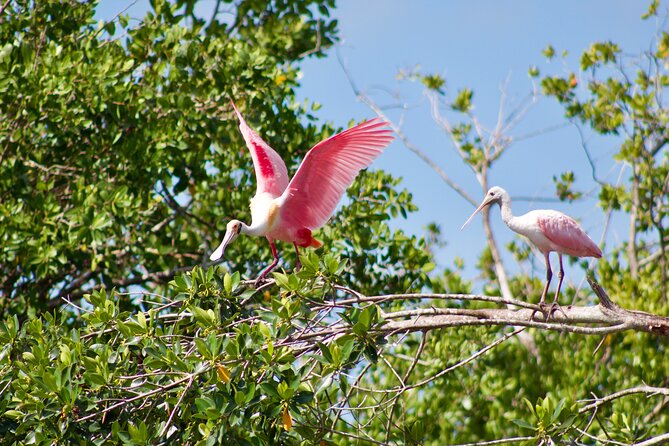 Manatees and Mangrove Tunnels Small Group Kayak Tour - Getting the most out of your paddle day