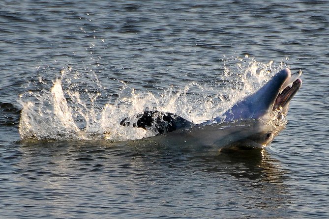 Mangrove Tunnels, Dolphins, Manatee Tour #1 Rated in Cocoa Beach - Key things I’d bank on before you book