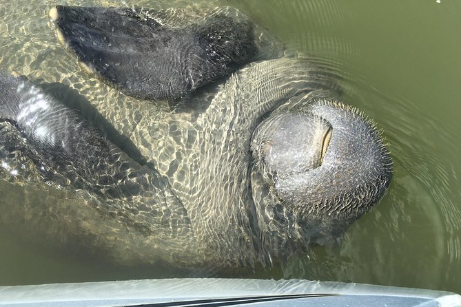 Mangrove Tunnels, Dolphins, Manatee Tour #1 Rated in Cocoa Beach - Price and Value: Is $59 Worth It?