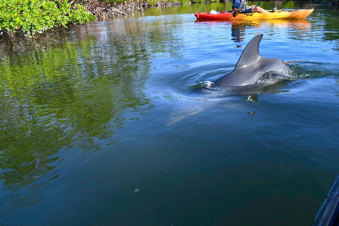 Mangrove Tunnels & Mudflats Kayak Tour - Local Biologist Guides - Stop 1 From Marco Island to Mangrove Tunnels: What the Paddle Really Feels Like