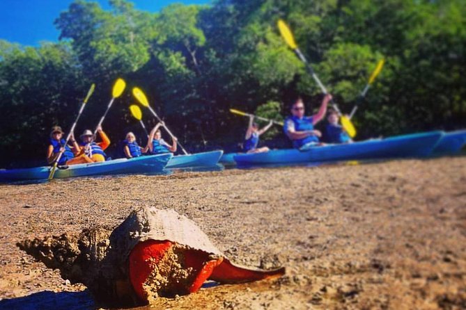 Mangrove Tunnels & Mudflats Kayak Tour - Local Biologist Guides - Who This Kayak Tour Suits Best (And Who Should Rethink It)