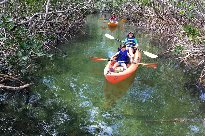 Mangroves and Manatees - Guided Kayak Eco Tour - Single vs double kayak: who this tour fits best