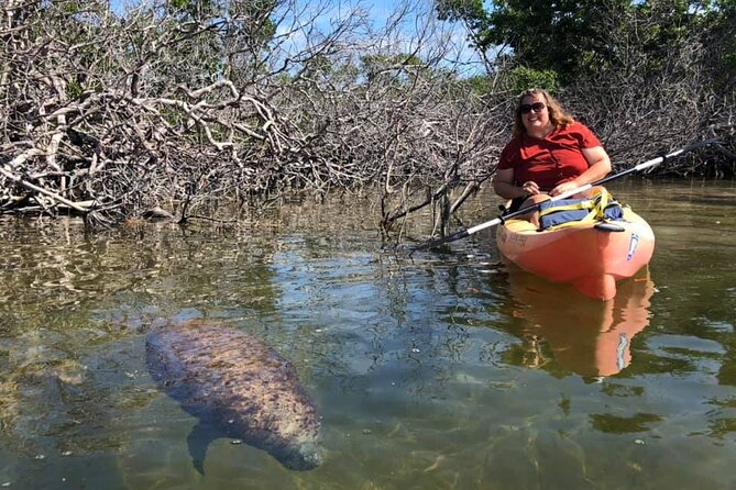 Mangroves and Manatees - Guided Kayak Eco Tour - Guides make the difference: what you should look for on your day
