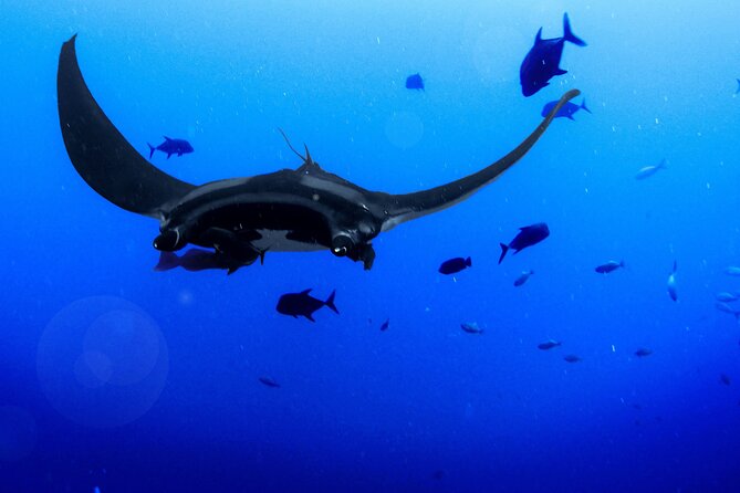 Manta Magic: Small-Group Manta Ray Night Snorkel in Kailua Kona - Keauhou Harbor Sunset Timing: What the One Hour Actually Feels Like