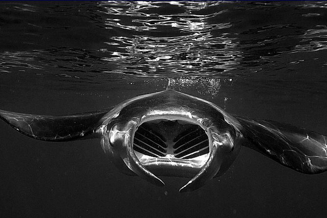Manta Magic: Small-Group Manta Ray Night Snorkel in Kailua Kona - Small-Group Comfort and In-Water Safety You Can Feel