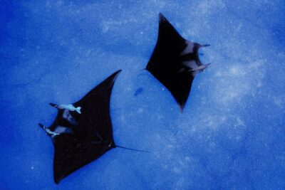 Manta Magic: Small-Group Manta Ray Night Snorkel in Kailua Kona - The Light Board and Plankton: Why the Mantas Get So Close