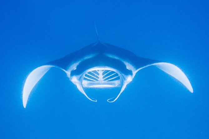 Manta Magic: Small-Group Manta Ray Night Snorkel in Kailua Kona - Gear, Comfort, and Camera Tips That Actually Help