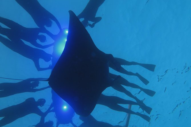 Manta Magic: Small-Group Manta Ray Night Snorkel in Kailua Kona - Price and Value at About $145: Is It Worth It for Kona?