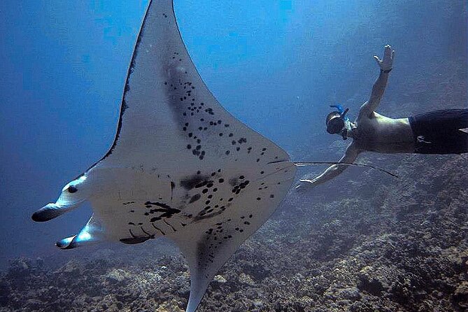 Manta Magic: Small-Group Manta Ray Night Snorkel in Kailua Kona - Should You Book Manta Magic for Your Kailua Kona Trip?
