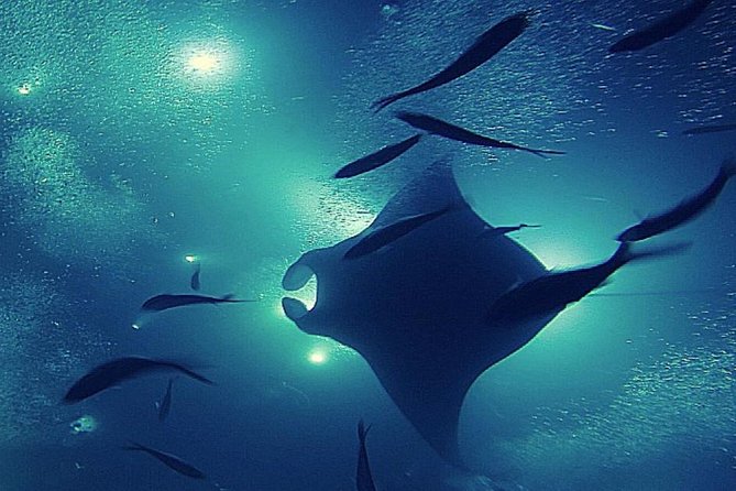 Manta Magic: Small-Group Manta Ray Night Snorkel in Kailua Kona - FAQ