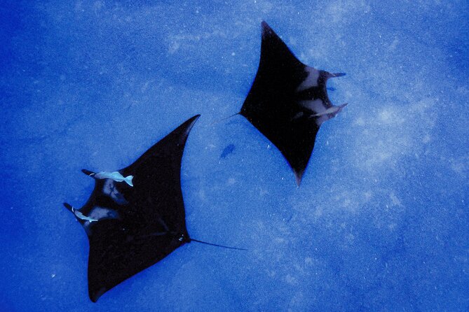 Manta Magic: Small-Group Manta Ray Night Snorkel in Kailua Kona - The Light Board and Plankton: Why the Mantas Get So Close