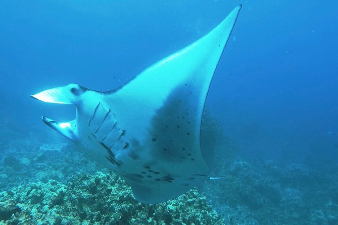 Manta Ray Night Snorkel at Kona, Big Island - Key Points You Should Know Before You Go