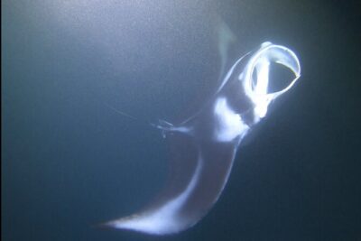 Manta Ray Night Snorkel at Kona, Big Island - Price and Value: What $44 Actually Buys You