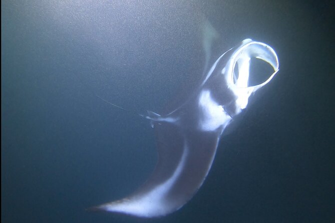 Manta Ray Night Snorkel at Kona, Big Island - Price and Value: What $44 Actually Buys You