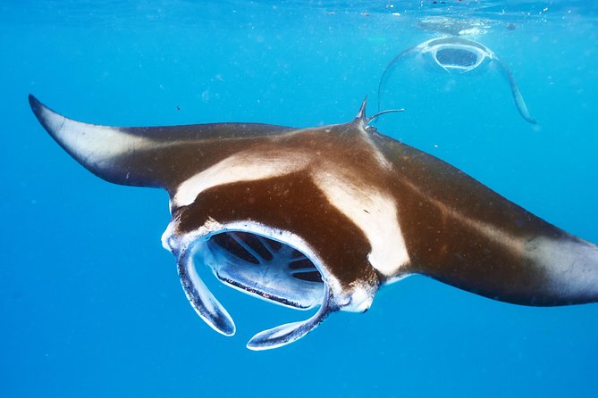 Manta Ray Night Snorkel from Kona — Small Group - Why manta rays show up close in Kona’s plankton lights