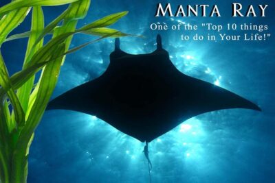 Manta Ray Night Snorkel from Kona — Small Group - Honokohau Harbor to the water: your small-boat start