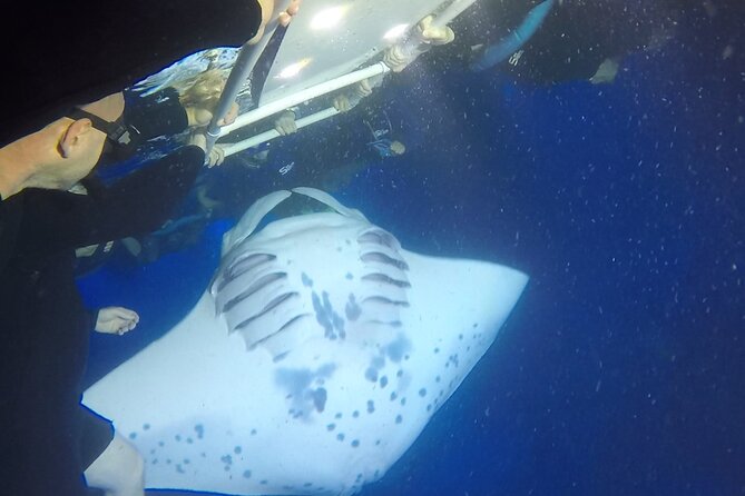 Manta Ray Night Snorkel from Kona — Small Group - Safety at night: what the crew does right and your personal limits