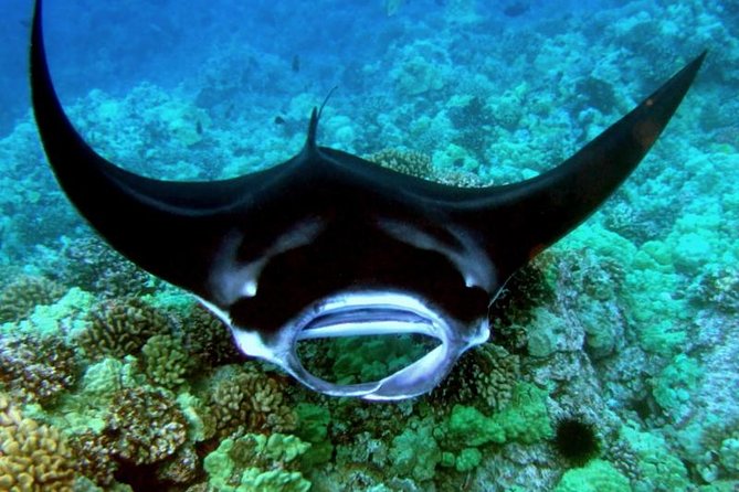 Manta Ray Night Snorkel from Kona — Small Group - Price and value: is $123 worth it on the Big Island?