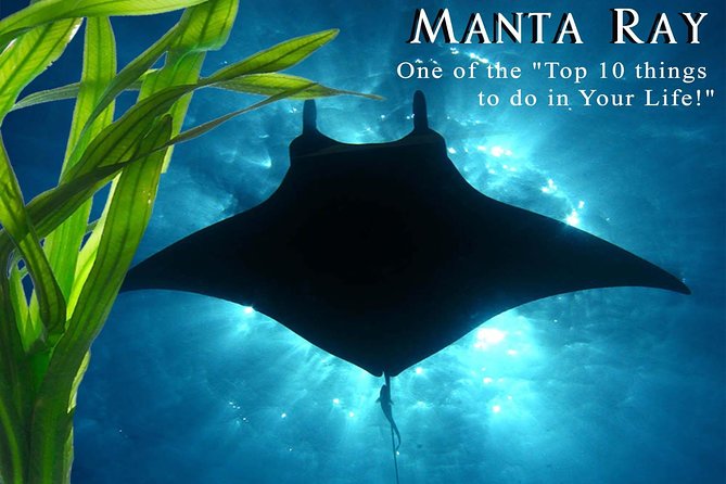 Manta Ray Night Snorkel from Kona — Small Group - Honokohau Harbor to the water: your small-boat start