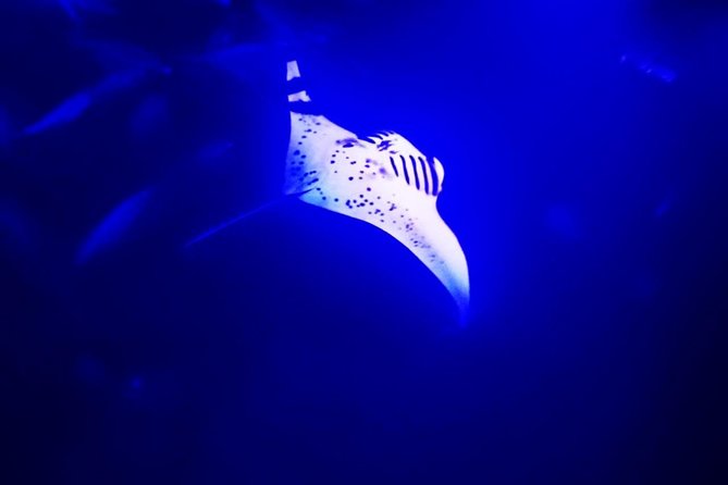 Manta Ray Night Snorkel in Kona - Key things to know before you go