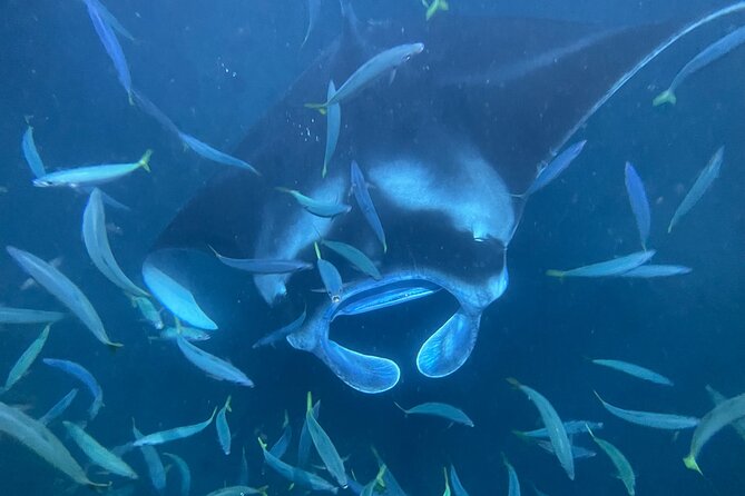 Manta Ray Snorkeling by Night in Kailua-Kona, Hawaii - The canoe ride: why it’s more than a transfer