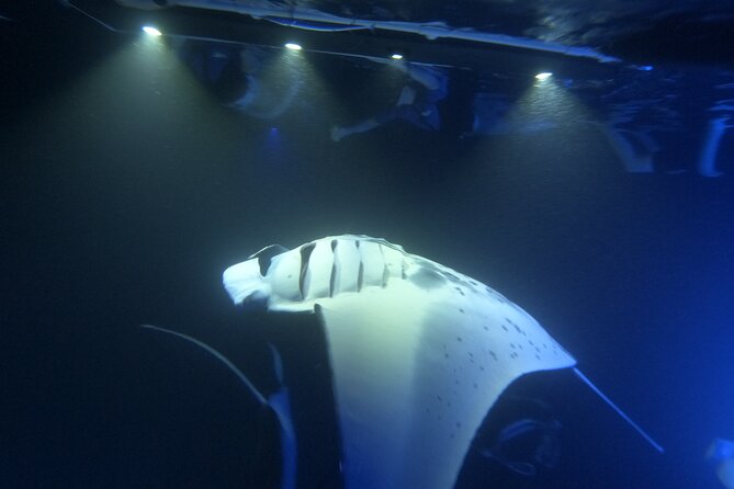Manta Ray Snorkeling by Night in Kailua-Kona, Hawaii - The lightboards and the plankton trick: how the sightings are staged