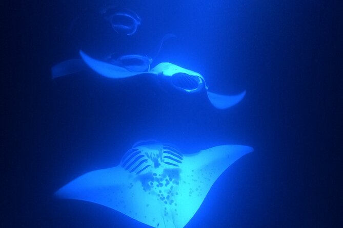 Manta Ray Snorkeling by Night in Kailua-Kona, Hawaii - Guide style: small group attention, real names, and safety that stays relaxed