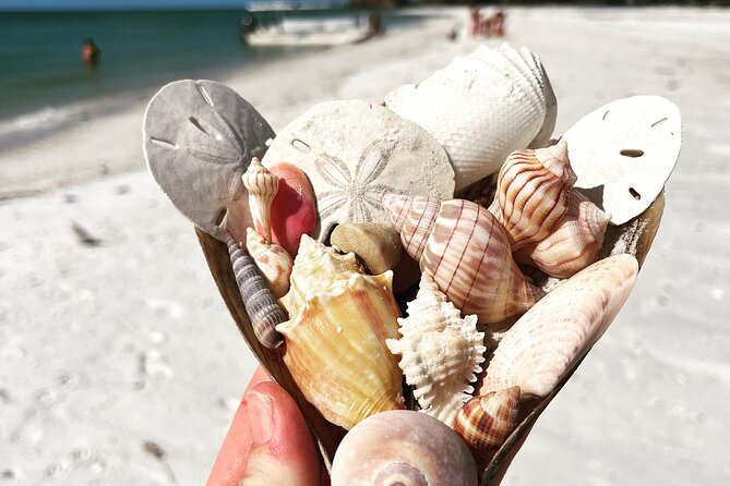 Marco Island Wildlife Sightseeing and Shelling Tour - Comfort, Gear, and What to Bring for a Shaded Boat Ride