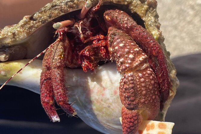 Marco Island Wildlife Sightseeing and Shelling Tour - Group Size and the Feel of the Trip: Small Enough to Ask Questions