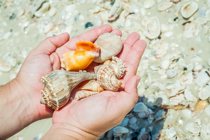 Marco Island Wildlife Sightseeing and Shelling Tour - Value for Your Time: What Makes This Tour Worth It