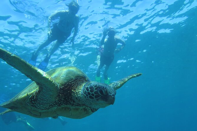 Maui Clear Kayak and Snorkel Tour: Swim with turtles (Makena) - Snorkeling with turtles: optional, guided, and geared for close looking